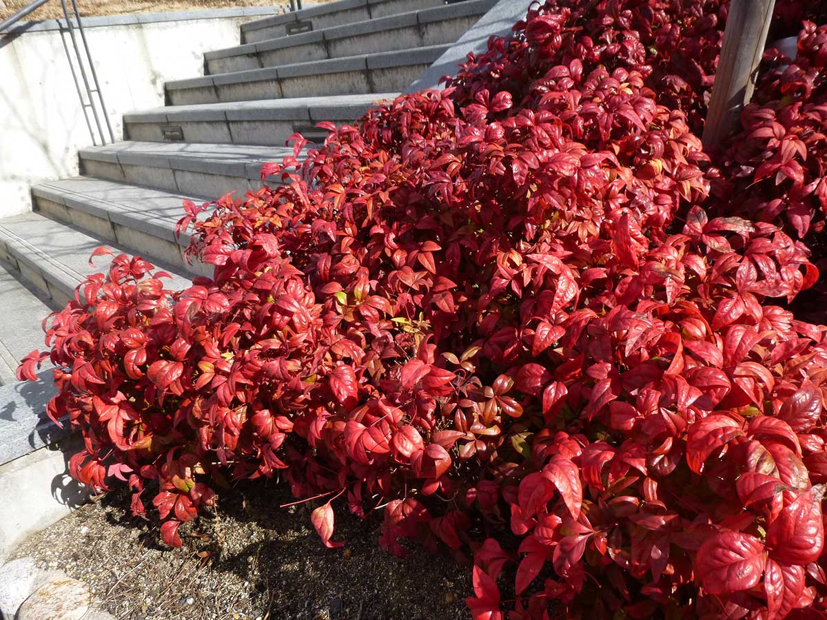 真冬に鮮やかな赤い葉を うちまちだんち